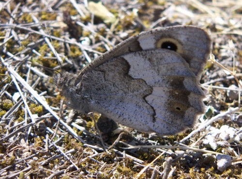 Spagna: La regione  de Monegros, paradiso entomologico